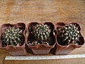 Нажмите на изображение для увеличения.

Название:	Notocactus submammulosus.JPG
Просмотров:	222
Размер:	132.5 Кб
ID:	355722