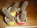 Нажмите на изображение для увеличения.

Название:	Setiechinopsis mirabilis.JPG
Просмотров:	220
Размер:	134.3 Кб
ID:	355723