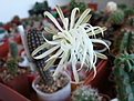 Нажмите на изображение для увеличения.

Название:	Setiechinopsis mirabilis 2.JPG
Просмотров:	242
Размер:	130.4 Кб
ID:	355724