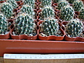 Нажмите на изображение для увеличения.

Название:	Thelocactus setispinus.JPG
Просмотров:	209
Размер:	140.0 Кб
ID:	355725