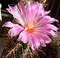 Нажмите на изображение для увеличения.

Название:	Thelocactus wagnerianus.jpg
Просмотров:	146
Размер:	228.5 Кб
ID:	355731