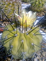 Нажмите на изображение для увеличения.

Название:	Copiapoa dealbata - PV 2042, Totoral,Chile.jpg
Просмотров:	142
Размер:	200.8 Кб
ID:	355733