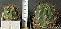 Нажмите на изображение для увеличения.

Название:	thionanthum_copiapoides_LF42_-_150, 250p
Просмотров:	338
Размер:	232.9 Кб
ID:	355752