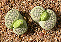 Нажмите на изображение для увеличения.

Название:	Lithops_julii_ssp._fulleri_v._fulleri_'Fullergreen'.jpg
Просмотров:	398
Размер:	232.8 Кб
ID:	355757