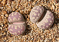 Нажмите на изображение для увеличения.

Название:	Lithops_otzeniana_350.jpg
Просмотров:	370
Размер:	223.6 Кб
ID:	355758