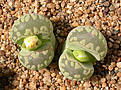 Нажмите на изображение для увеличения.

Название:	Lithops_otzeniana_'Aquamarine'.jpg
Просмотров:	411
Размер:	210.5 Кб
ID:	355759