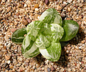 Нажмите на изображение для увеличения.

Название:	Haworthia_variegated.jpg
Просмотров:	251
Размер:	237.8 Кб
ID:	355760