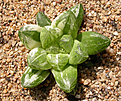 Нажмите на изображение для увеличения.

Название:	Haworthia_variegated_2.jpg
Просмотров:	248
Размер:	239.4 Кб
ID:	355761