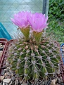 Нажмите на изображение для увеличения.

Название:	Acantocalycium violaceum.jpg
Просмотров:	139
Размер:	239.4 Кб
ID:	355773