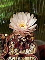 Нажмите на изображение для увеличения.

Название:	Gymnocalycium friedrichii.jpg
Просмотров:	136
Размер:	163.3 Кб
ID:	355777