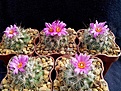 Нажмите на изображение для увеличения.

Название:	Gymnocactus viereckii.jpg
Просмотров:	147
Размер:	242.1 Кб
ID:	355778