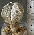 Нажмите на изображение для увеличения.

Название:	myriostigma_quadricostatum_ONZUKA_-_300p
Просмотров:	329
Размер:	204.7 Кб
ID:	355797