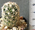 Нажмите на изображение для увеличения.

Название:	echinoidaea_KKR355_-_200p
Просмотров:	326
Размер:	226.7 Кб
ID:	355836