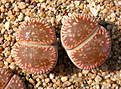 Нажмите на изображение для увеличения.

Название:	Lithops_aucampiae_ssp._euniceae_v._euniceae_LMP4.jpg
Просмотров:	364
Размер:	234.4 Кб
ID:	355853