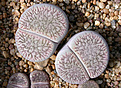 Нажмите на изображение для увеличения.

Название:	Lithops_aucampiae_ssp._euniceae_v._fluminalis_C54.jpg
Просмотров:	369
Размер:	231.0 Кб
ID:	355854