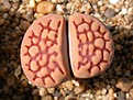 Нажмите на изображение для увеличения.

Название:	Lithops_hallii_v._ochracea_C303.jpg
Просмотров:	395
Размер:	230.1 Кб
ID:	355855