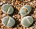 Нажмите на изображение для увеличения.

Название:	Lithops_olivacea_v._olivacea_PV986.jpg
Просмотров:	372
Размер:	230.0 Кб
ID:	355856