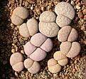 Нажмите на изображение для увеличения.

Название:	Lithops_vallis-mariae_C238.jpg
Просмотров:	399
Размер:	234.1 Кб
ID:	355857