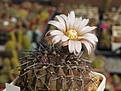 Нажмите на изображение для увеличения.

Название:	Gymnocalycium triacanthum  P124.JPG
Просмотров:	172
Размер:	218.1 Кб
ID:	355859