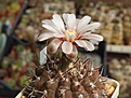 Нажмите на изображение для увеличения.

Название:	Gymnocalycium riojense ssp.piltziorum P38.JPG
Просмотров:	184
Размер:	223.2 Кб
ID:	355860