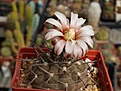 Нажмите на изображение для увеличения.

Название:	Gymnocalycium sp.  К-2062.JPG
Просмотров:	181
Размер:	213.7 Кб
ID:	355862