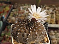 Нажмите на изображение для увеличения.

Название:	Gymnocalycium occultum    P 131b.JPG
Просмотров:	178
Размер:	241.1 Кб
ID:	355864