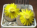 Нажмите на изображение для увеличения.

Название:	Lithops_schwantesii_ssp_gebseri_C165_7y.JPG
Просмотров:	177
Размер:	87.8 Кб
ID:	355925
