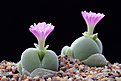 Нажмите на изображение для увеличения.

Название:	Gibbaeum_nebrownii.jpg
Просмотров:	329
Размер:	225.1 Кб
ID:	355946