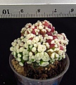 Нажмите на изображение для увеличения.

Название:	IMG_6179.JPG
Просмотров:	196
Размер:	196.7 Кб
ID:	355990