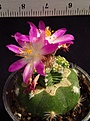 Нажмите на изображение для увеличения.

Название:	IMG_5857.JPG
Просмотров:	201
Размер:	248.9 Кб
ID:	355996