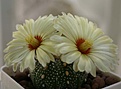 Нажмите на изображение для увеличения.

Название:	Astrophytum asterias.jpg
Просмотров:	246
Размер:	44.9 Кб
ID:	356041