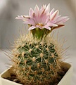 Нажмите на изображение для увеличения.

Название:	Gymnocactus knuthianus.jpg
Просмотров:	230
Размер:	51.4 Кб
ID:	356042