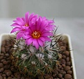 Нажмите на изображение для увеличения.

Название:	Gymnocactus viereckii.jpg
Просмотров:	187
Размер:	40.8 Кб
ID:	356043