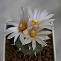 Нажмите на изображение для увеличения.

Название:	Turbinicarpus klinkerianus.jpg
Просмотров:	235
Размер:	28.5 Кб
ID:	356049