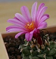 Нажмите на изображение для увеличения.

Название:	Turbinicarpus alonsoi.jpg
Просмотров:	216
Размер:	33.8 Кб
ID:	356050