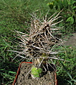 Нажмите на изображение для увеличения.

Название:	Maihueniopsis platyacantha.jpg
Просмотров:	205
Размер:	220.4 Кб
ID:	356067