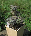 Нажмите на изображение для увеличения.

Название:	Tephrocactus alexanderi.jpg
Просмотров:	216
Размер:	232.3 Кб
ID:	356068