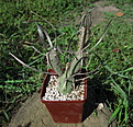 Нажмите на изображение для увеличения.

Название:	Tephrocactus articulatus v.oligacanthus.jpg
Просмотров:	195
Размер:	236.9 Кб
ID:	356069