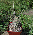 Нажмите на изображение для увеличения.

Название:	Tephrocactus articulatus.jpg
Просмотров:	229
Размер:	239.4 Кб
ID:	356070
