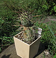 Нажмите на изображение для увеличения.

Название:	Tephrocactus geometricus JN-524.jpg
Просмотров:	222
Размер:	237.2 Кб
ID:	356071