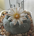 Нажмите на изображение для увеличения.

Название:	Turbinicarpus_jauernigii_PP190_5y.JPG
Просмотров:	175
Размер:	119.0 Кб
ID:	356073