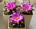 Нажмите на изображение для увеличения.

Название:	Ariocarpus_agavoides_MZ220_10y.JPG
Просмотров:	176
Размер:	144.2 Кб
ID:	356075