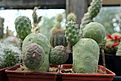 Нажмите на изображение для увеличения.

Название:	Tephrocactus geometricus Fiambala.jpg
Просмотров:	148
Размер:	169.8 Кб
ID:	356102