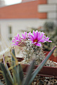 Нажмите на изображение для увеличения.

Название:	Mammillaria schumannii L048__1.jpg
Просмотров:	146
Размер:	186.6 Кб
ID:	356112