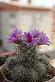 Нажмите на изображение для увеличения.

Название:	Mammillaria schumannii L048__2.jpg
Просмотров:	149
Размер:	172.2 Кб
ID:	356113
