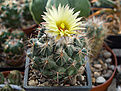 Нажмите на изображение для увеличения.

Название:	Coryphantha calipensis.jpg
Просмотров:	141
Размер:	195.8 Кб
ID:	356145