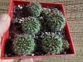 Нажмите на изображение для увеличения.

Название:	Notocactus ottonis v. vencluianus.jpg
Просмотров:	202
Размер:	169.6 Кб
ID:	356196
