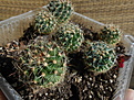 Нажмите на изображение для увеличения.

Название:	Hamatocactus setispinus.jpg
Просмотров:	217
Размер:	167.5 Кб
ID:	356198