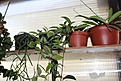 Нажмите на изображение для увеличения.

Название:	IMG_4051.JPG
Просмотров:	192
Размер:	163.5 Кб
ID:	356207