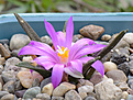 Нажмите на изображение для увеличения.

Название:	A. agavoides 21.09.2015.jpg
Просмотров:	154
Размер:	232.1 Кб
ID:	356215